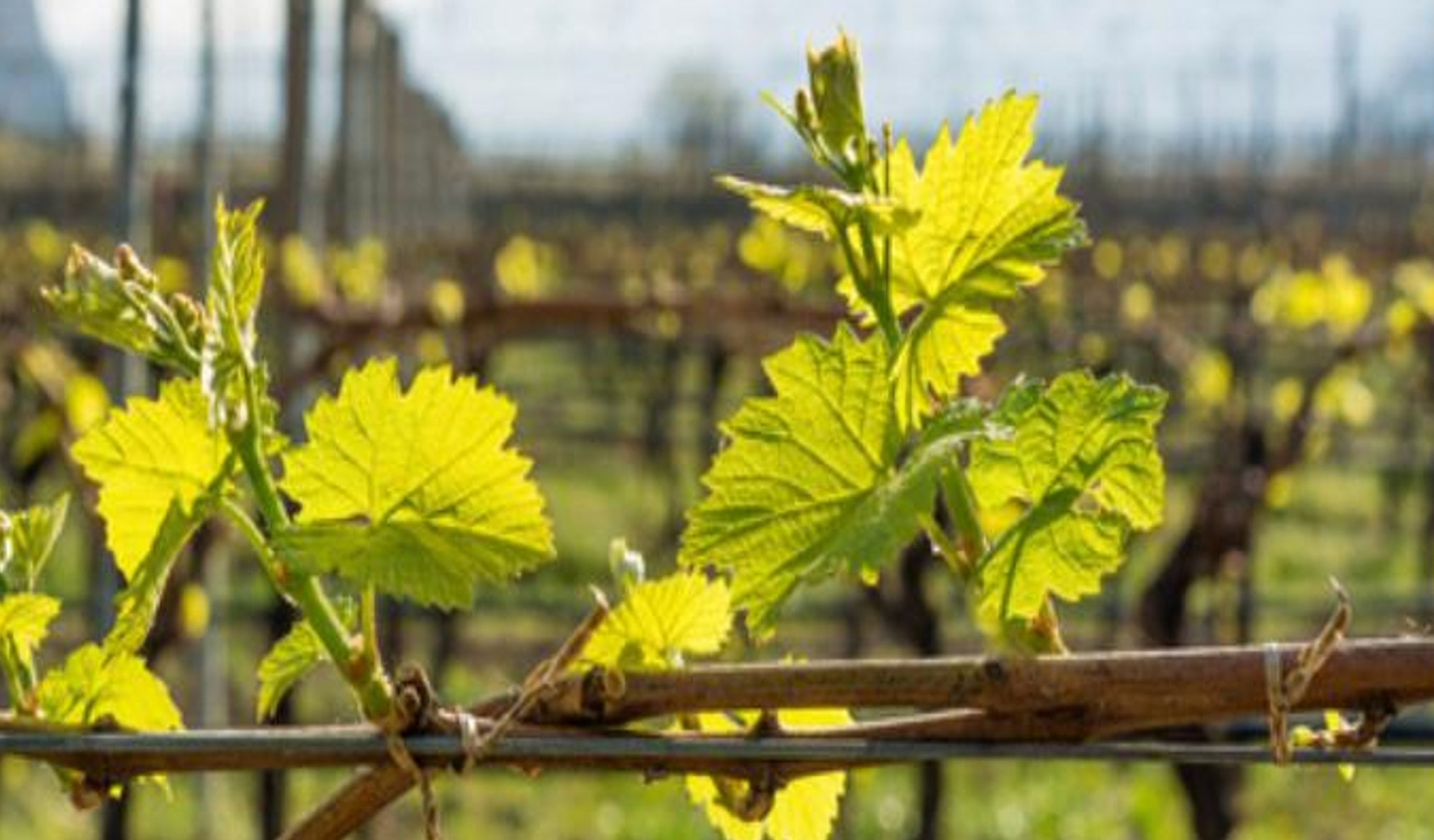 viñedo en primavera